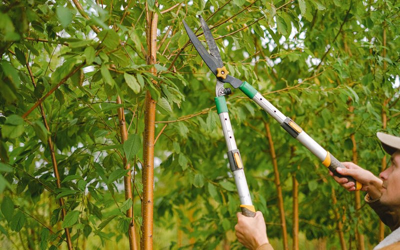 Tree trimming in Axtell, NE